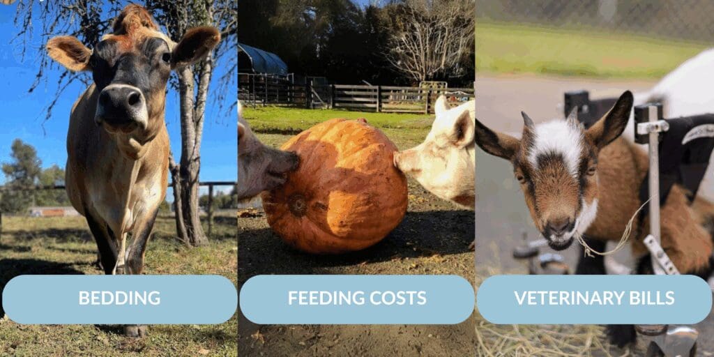 Panels that say bedding, feeding costs, and veterinary bills