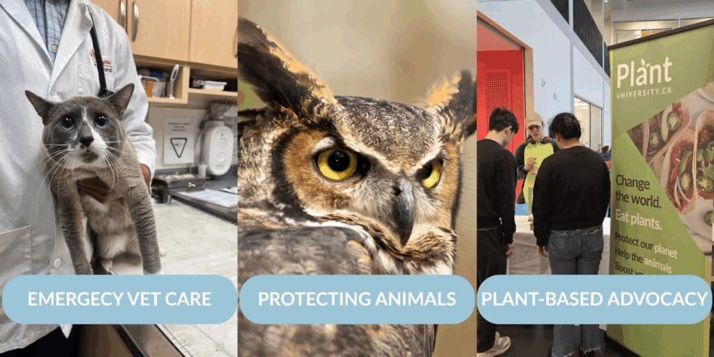 Panels that say emergency vet care, protecting animals, and plant-based advocacy