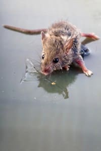 Mouse in glue trap