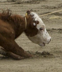 Calf face crop Rodeo-99