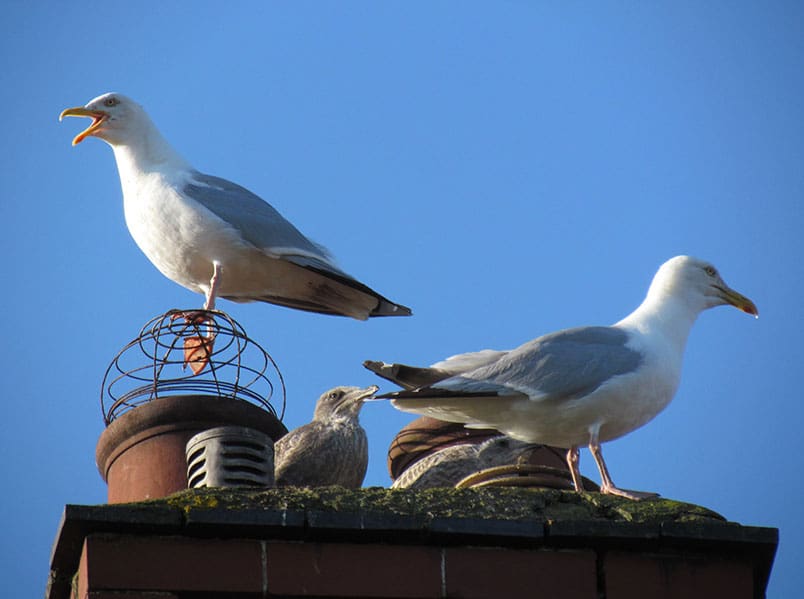 SEAGULL TRAPS (HOW TO MAKE ) 