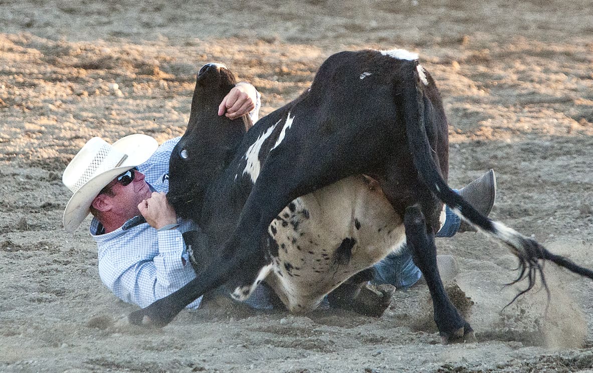 A steer exhibits sever stress during an inhumane steer wrestling rodeo event