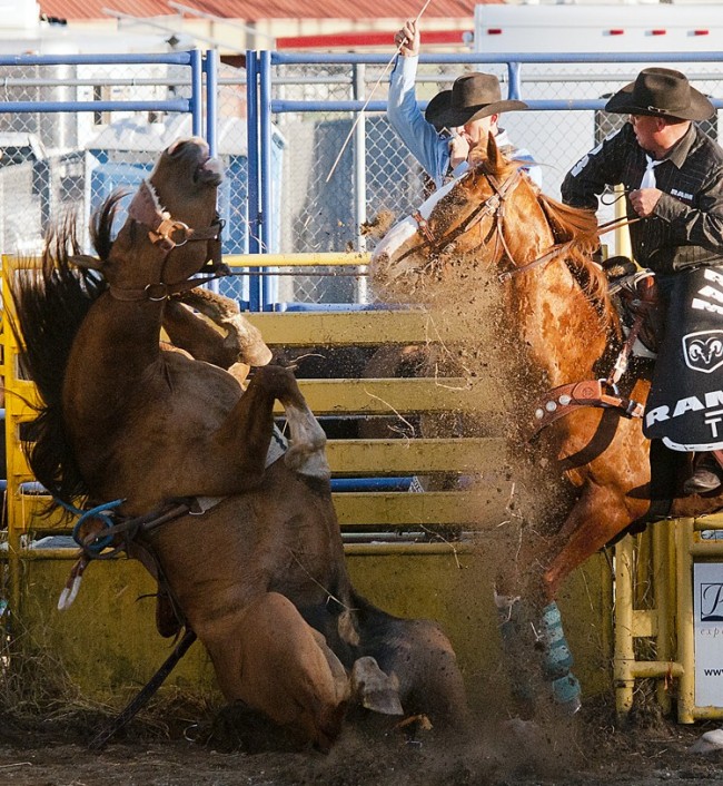 073115 - Abbotsford, BC Chung Chow photo 2015 Agrifair Rodeo in Abbotsford. Bronco riding Bronco refused to get up until motivated by the cowboy behind the fence.