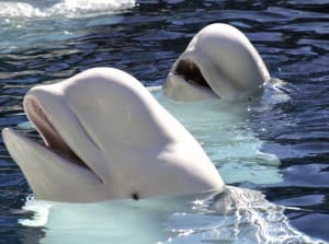 beluga whales iStock_000005049794Medium