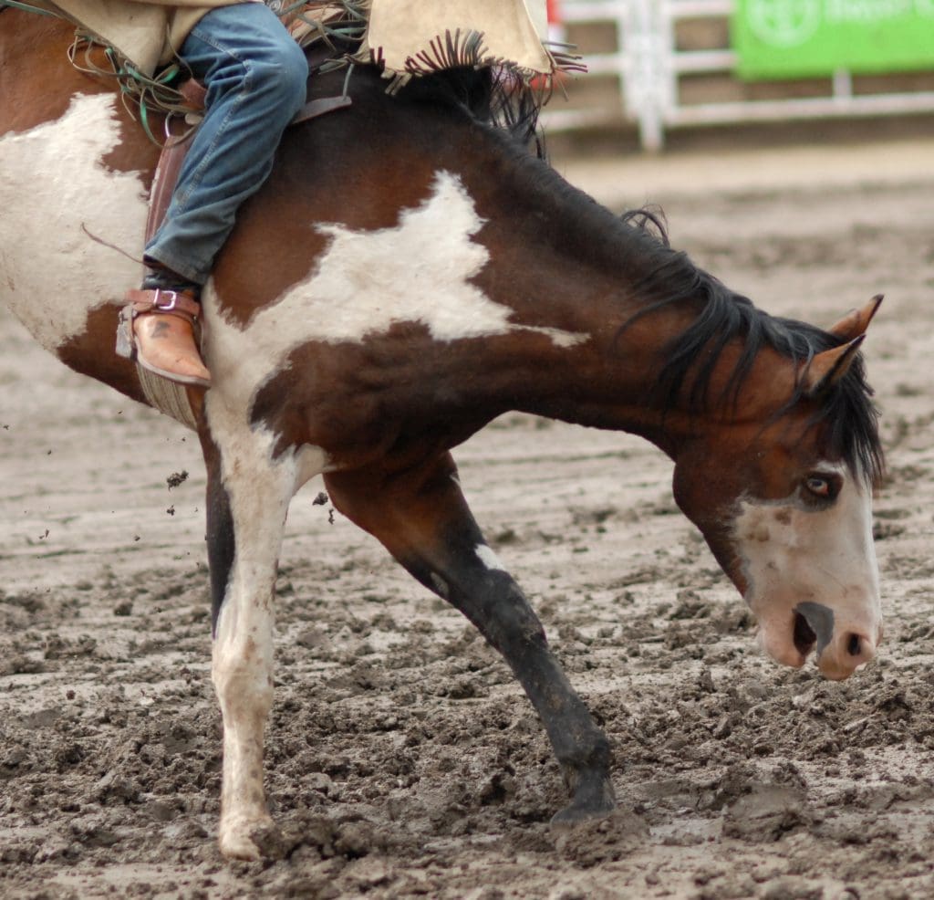 Bucking horse at Calgary Stampede. Photo: Jo-Anne McArthur