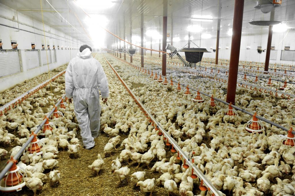 A farmer walks inside a poultry farm
