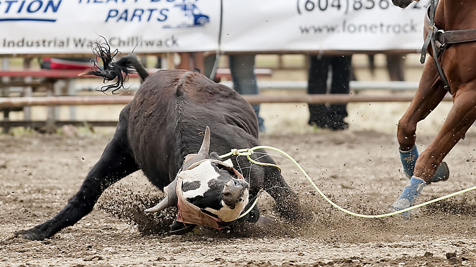 Let's end rodeo cruelty in Chilliwack Vancouver Humane Society