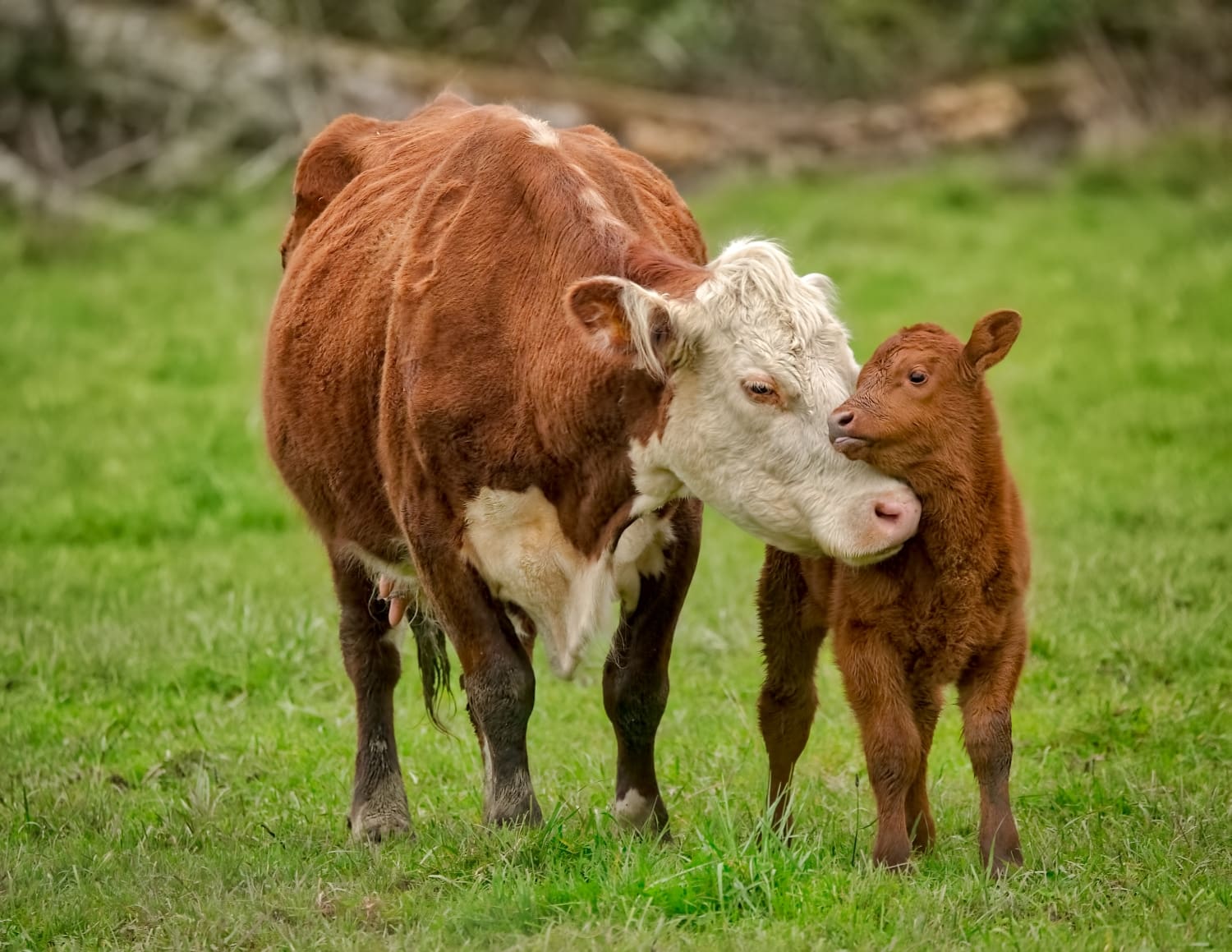 A cow and calf nuzzle in a farm sanctuary field