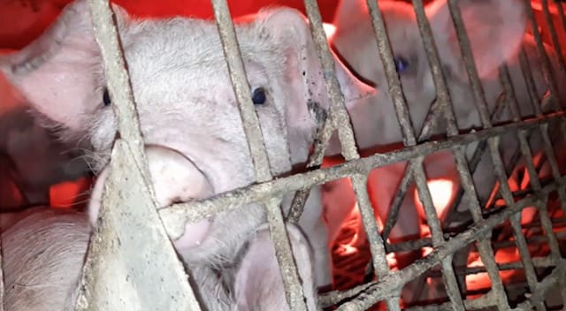 Examples Of Cruelty In Animal Farm