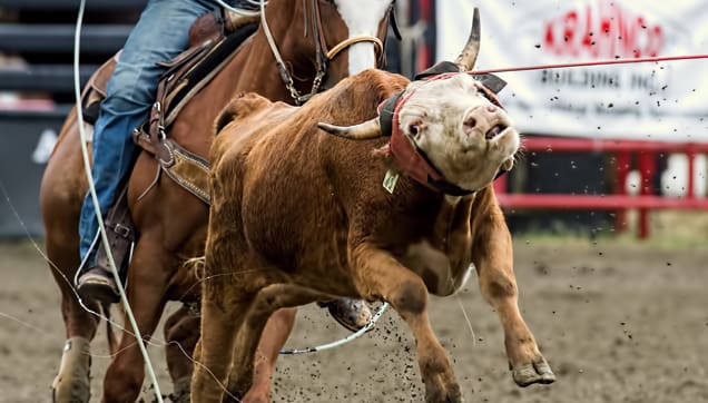 A calf struggles during calf roping, an inhumane rodeo event