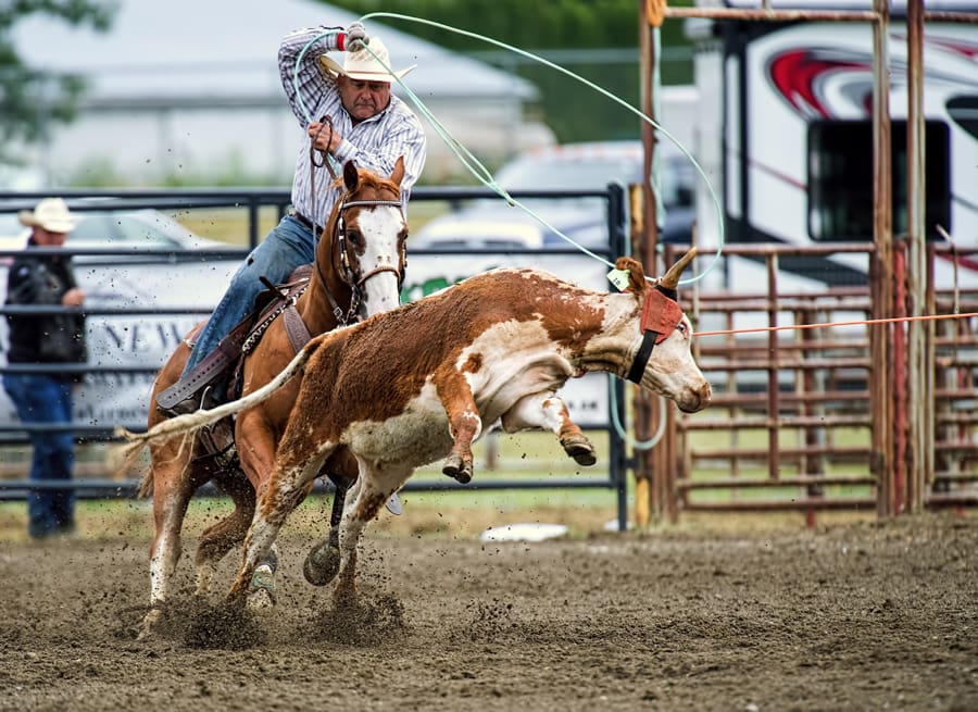 A calf stuggles in an inhumane calf roping rodeo event