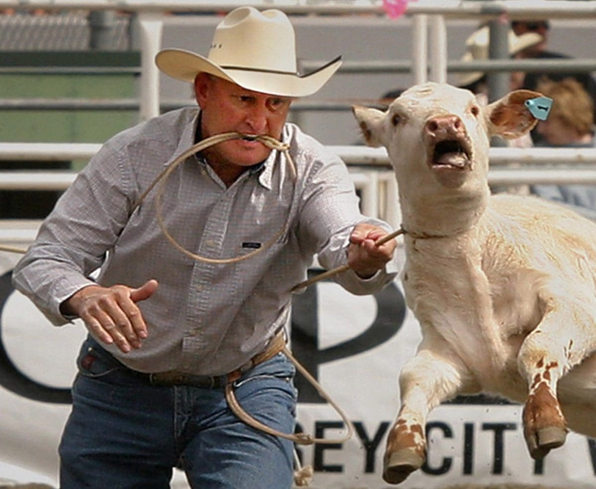 A calf is pulled into the air by her neck in a calf roping rodeo event.