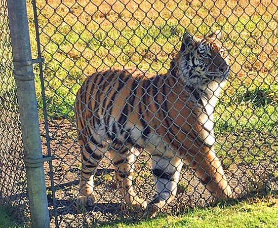 Report says Greater Vancouver Zoo failing animals – Vancouver Humane Society