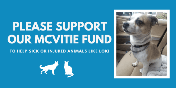 Help us reach our Matching Grant to help animals like Loki! – Vancouver  Humane Society