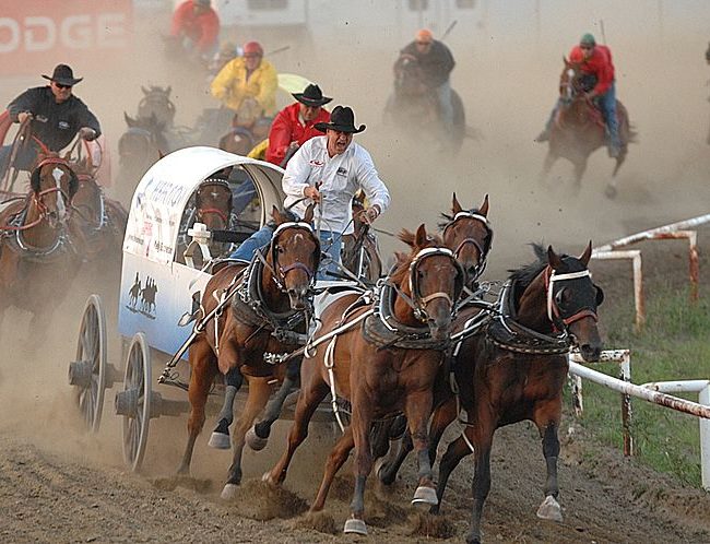 <br><strong>Chuckwagon racing</strong>