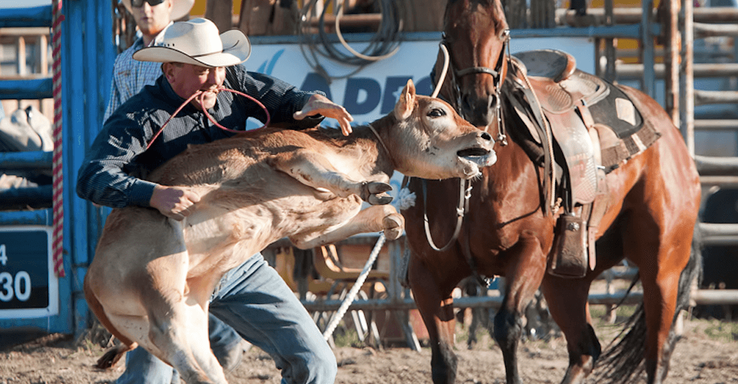 A calf stuggles in an inhumane calf roping rodeo event at Chilliwack Rodeo