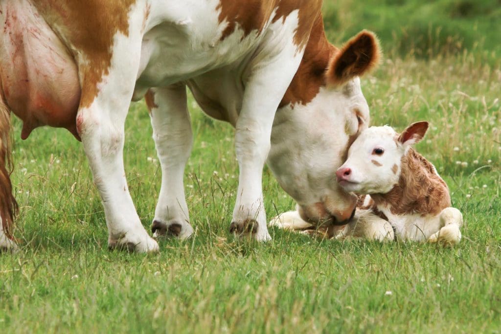An outdoor photo of a spotted brown and white cow nuzzling her baby calf in a farm sanctuary meadow