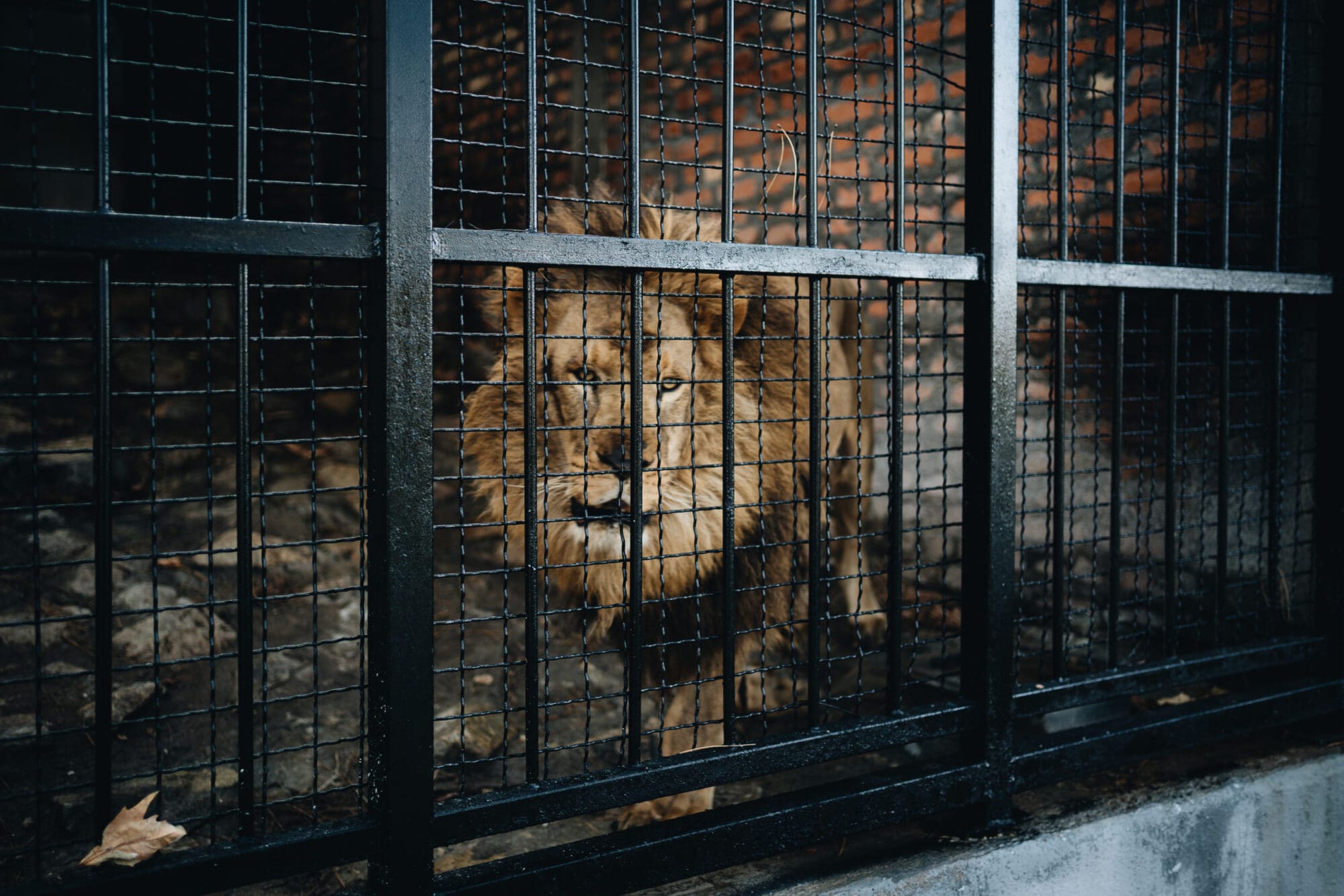 Zoos – Vancouver Humane Society