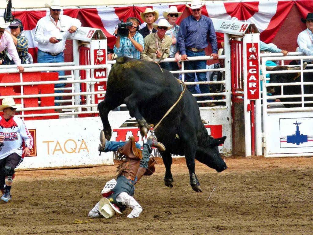A bull bucks a rider off during an inhumane rodeo event