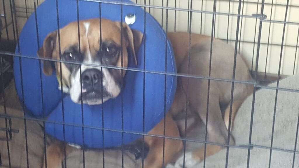 Tank means everything to her family