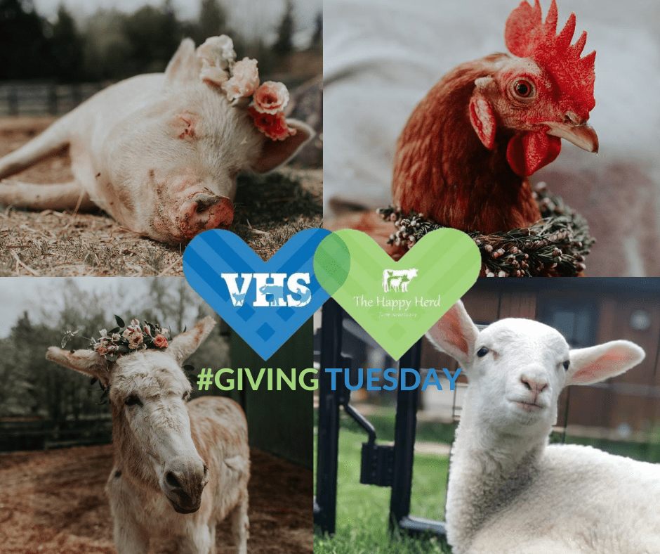 Eat, shop or donate to help animals this Giving Tuesday