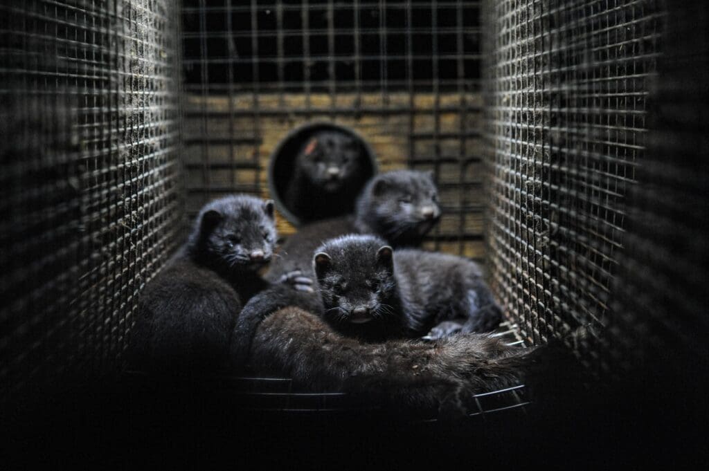 Why BC’s first mink farm COVID outbreak is a very bad sign