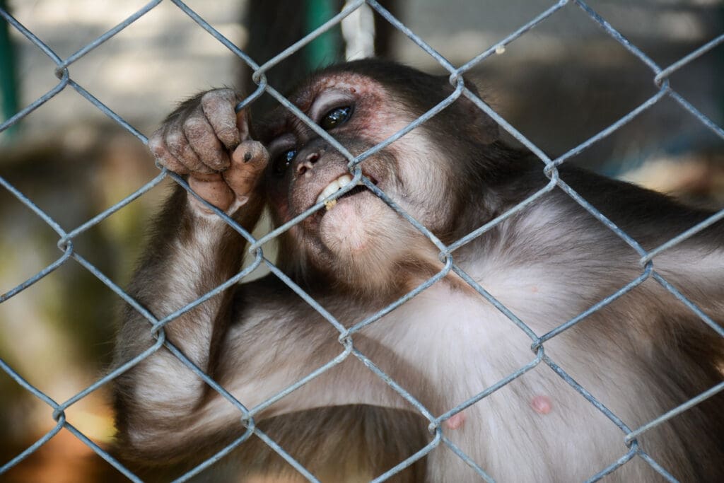 Ask the Prime Minister to end the wildlife trade