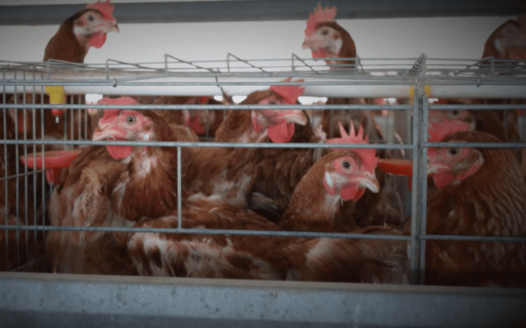 A crowded battery cage full of brown laying hens