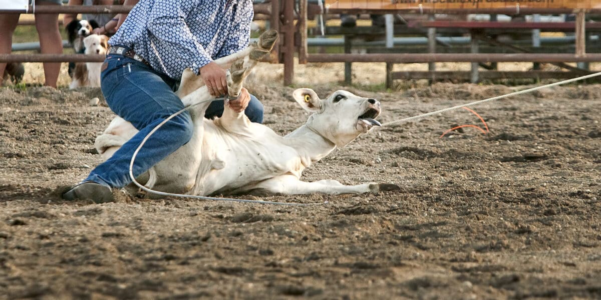 A calf struggles to break free as her legs are tied during the calf roping rodeo event.