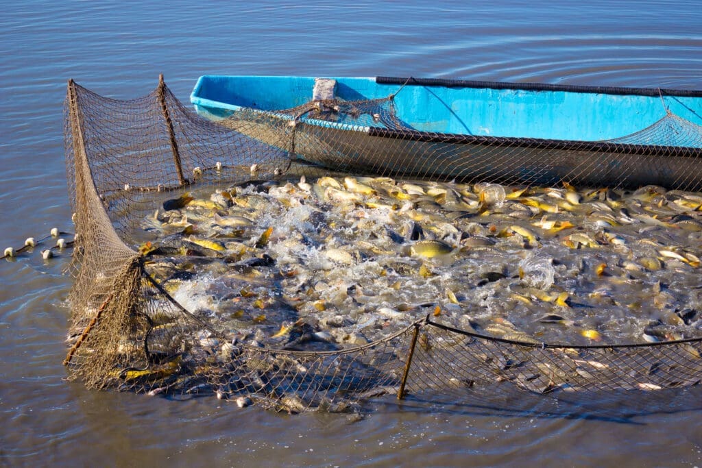 A huge school of fish caught in a fishing net, demonstrating the overfishing problem.