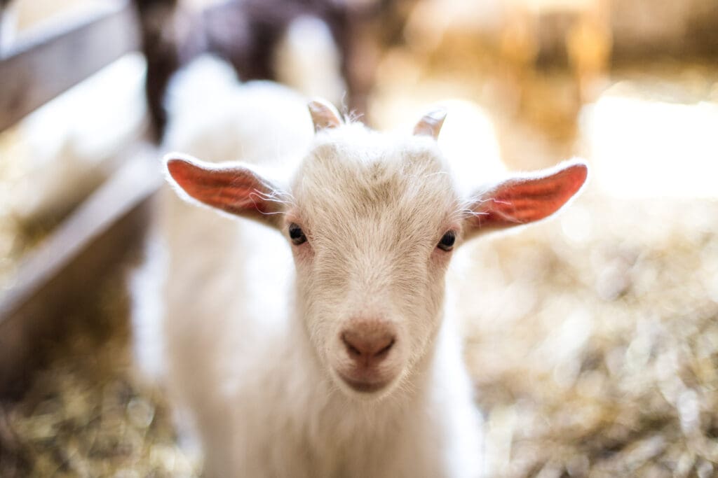 A baby goat pictured at a petting farm.