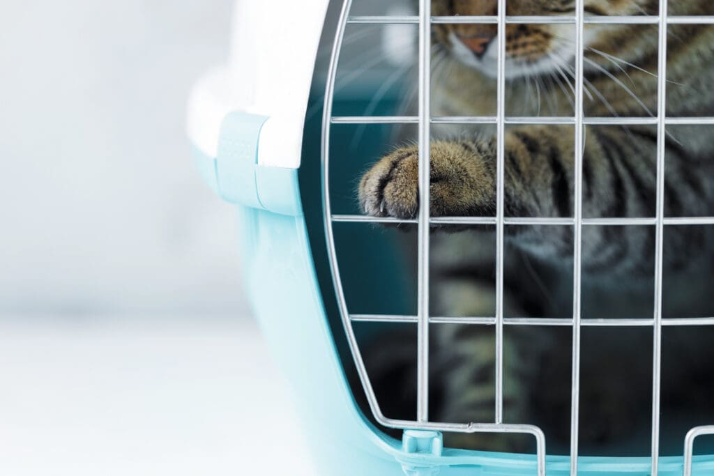 Close-up of a cat pawing at the door to his carrier in an animal hospital