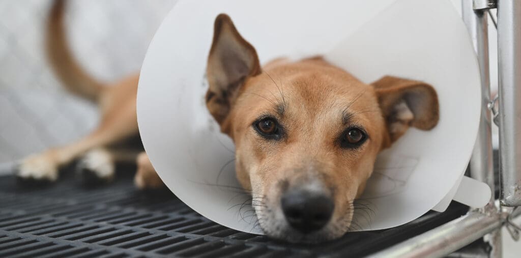 A dog sits in a veterinary office wearing a cone