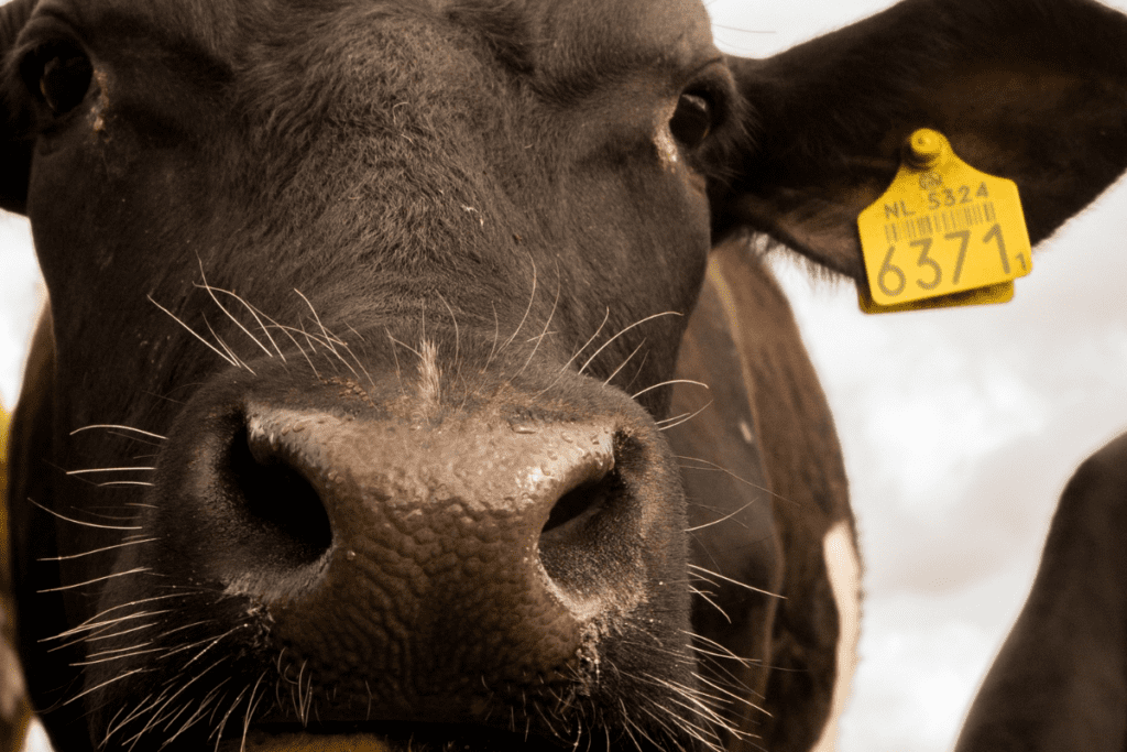 A close up of a cow used in the dairy industry