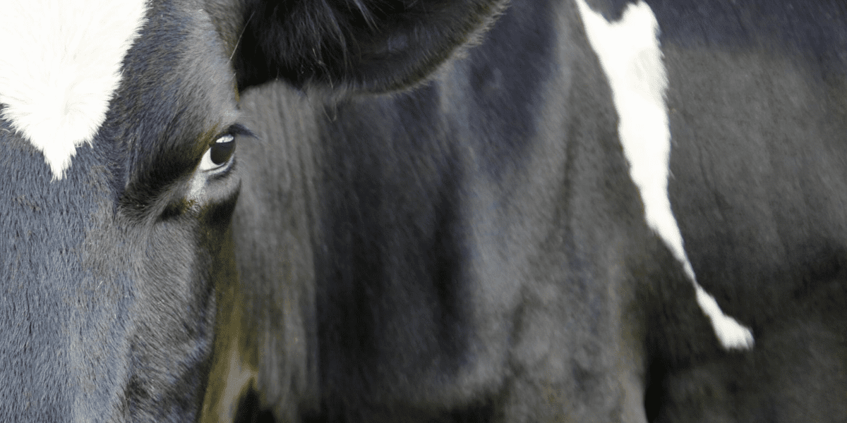 A close up of a dairy cow's face