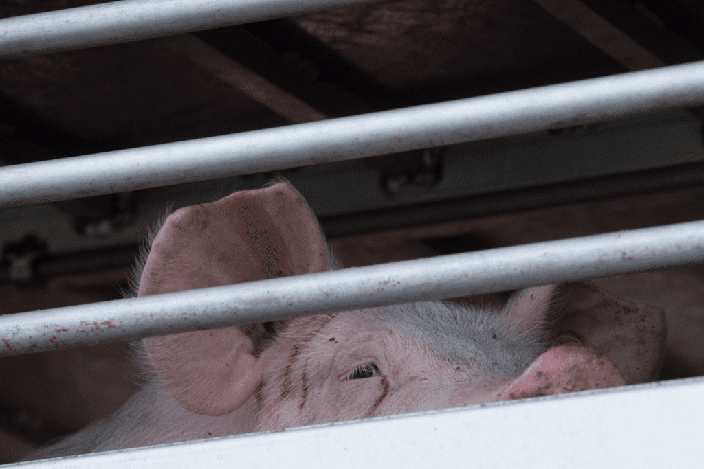 A pig seen through the bars of a transport truck
