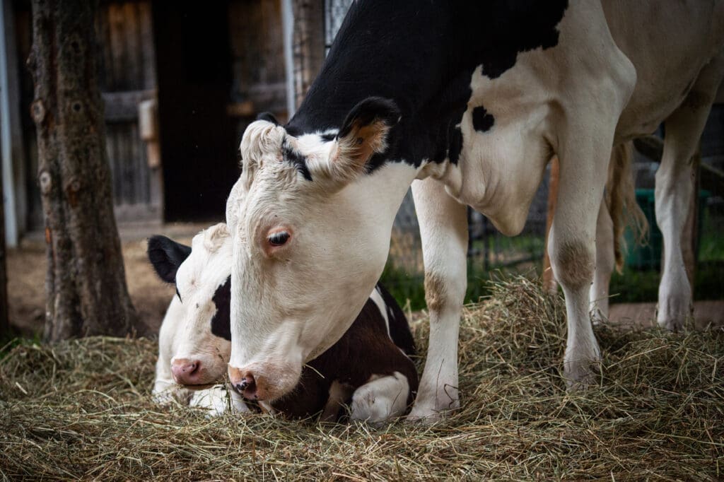 A calf and mother dairy cow.