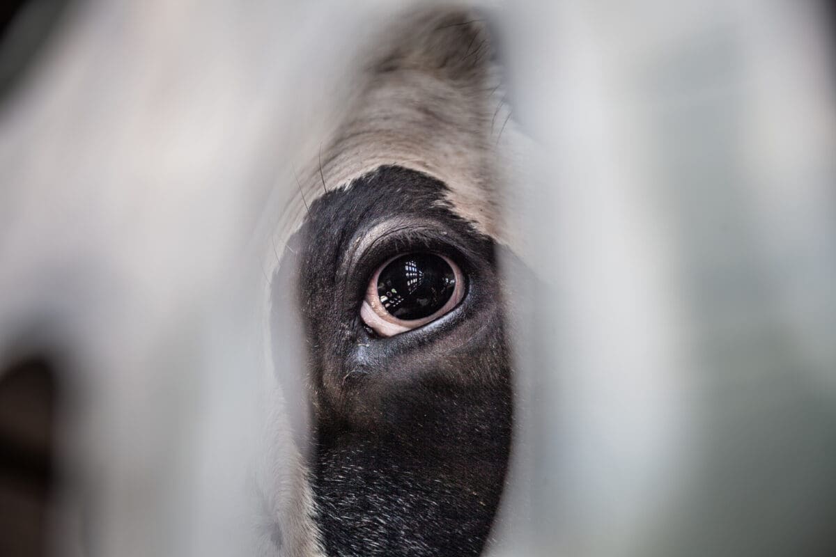 A close-up of a dairy cow's eye in a transport truck.