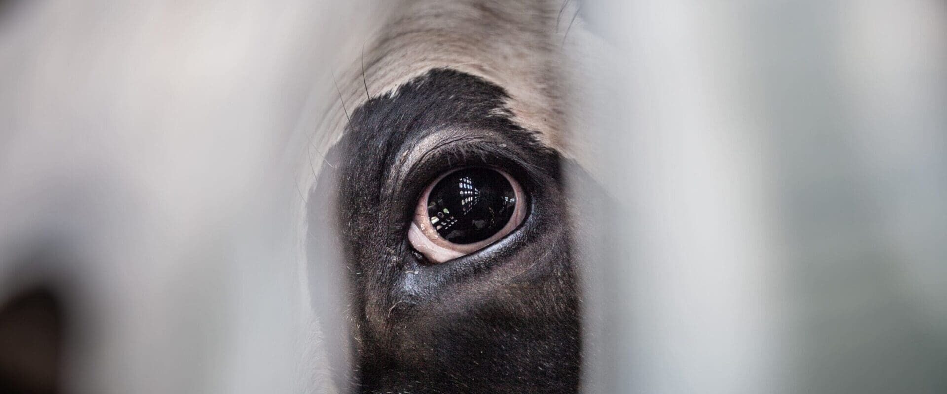 A close-up of a dairy cow's eye in a transport truck.