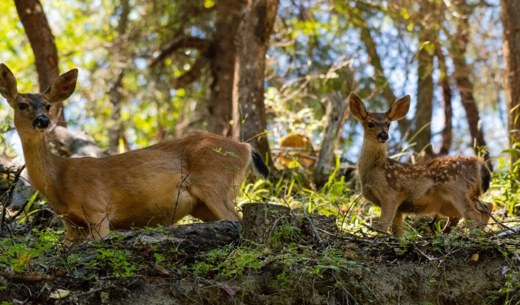 A black-tailed deer and fawn in the forest