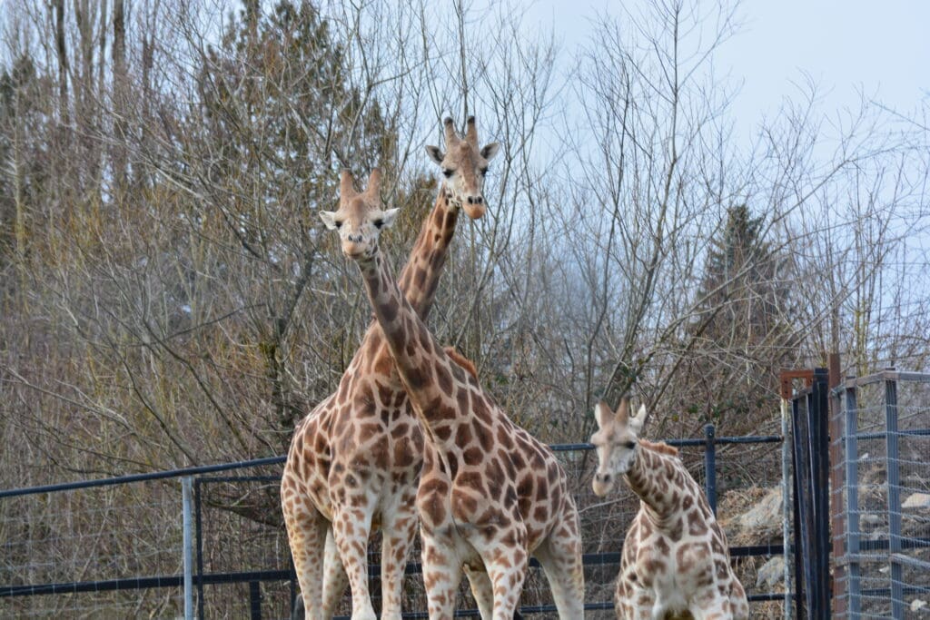 Giraffes at Greater Vancouver Zoo