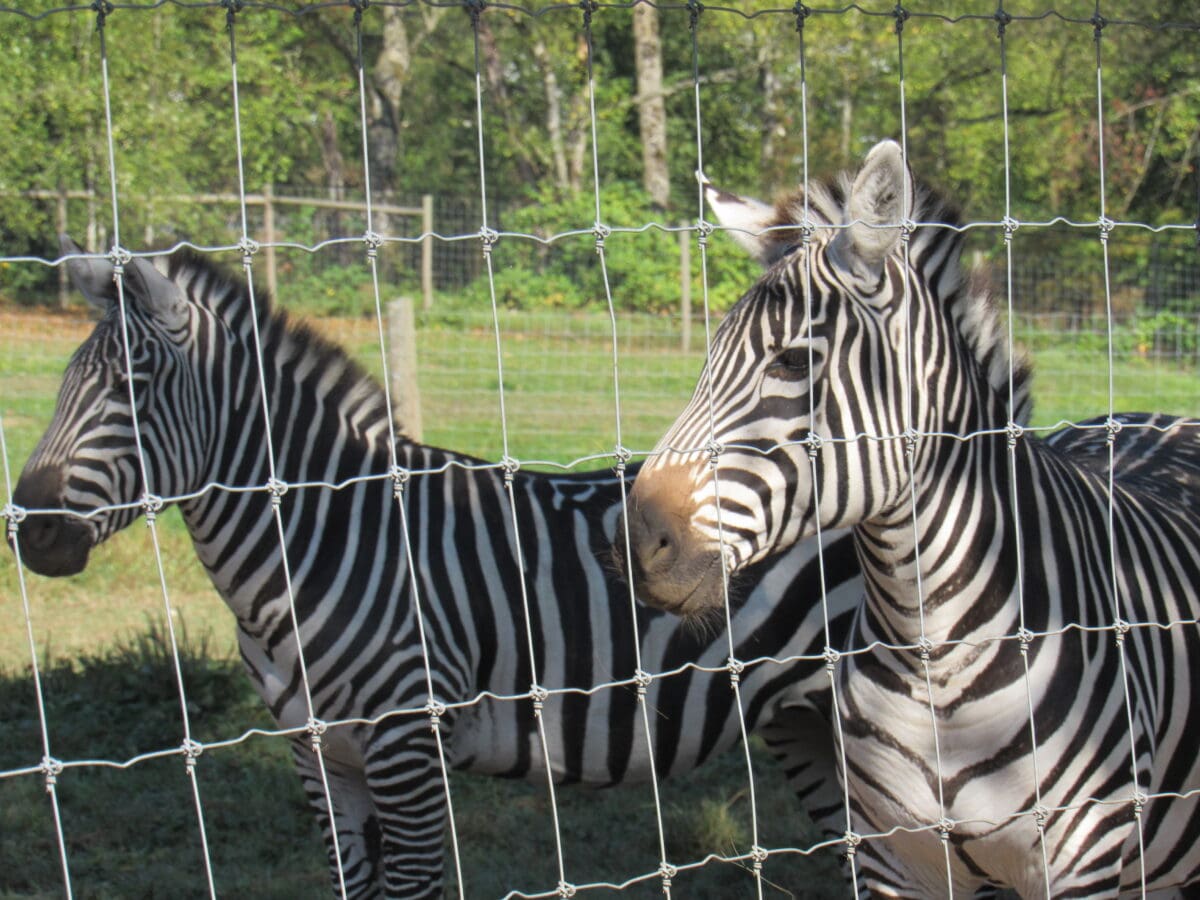 Zebras at the Greater Vancouver Zoo seen through a fence.