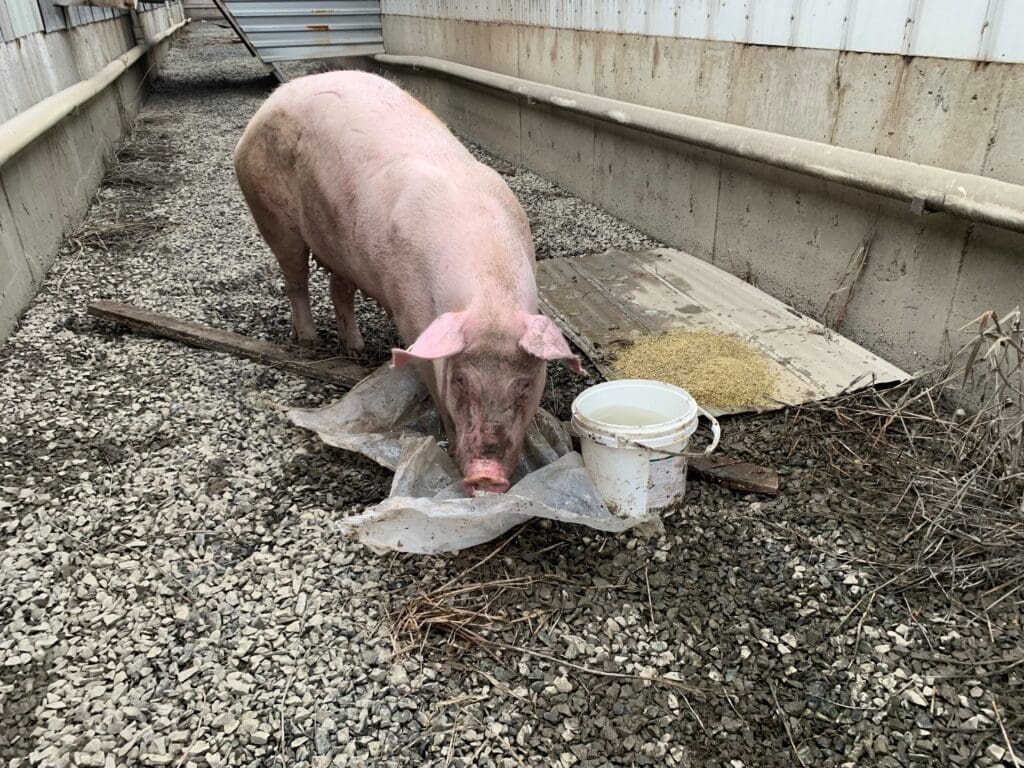 A pig roots in gravel after escaping floodwaters in Abbotsford.