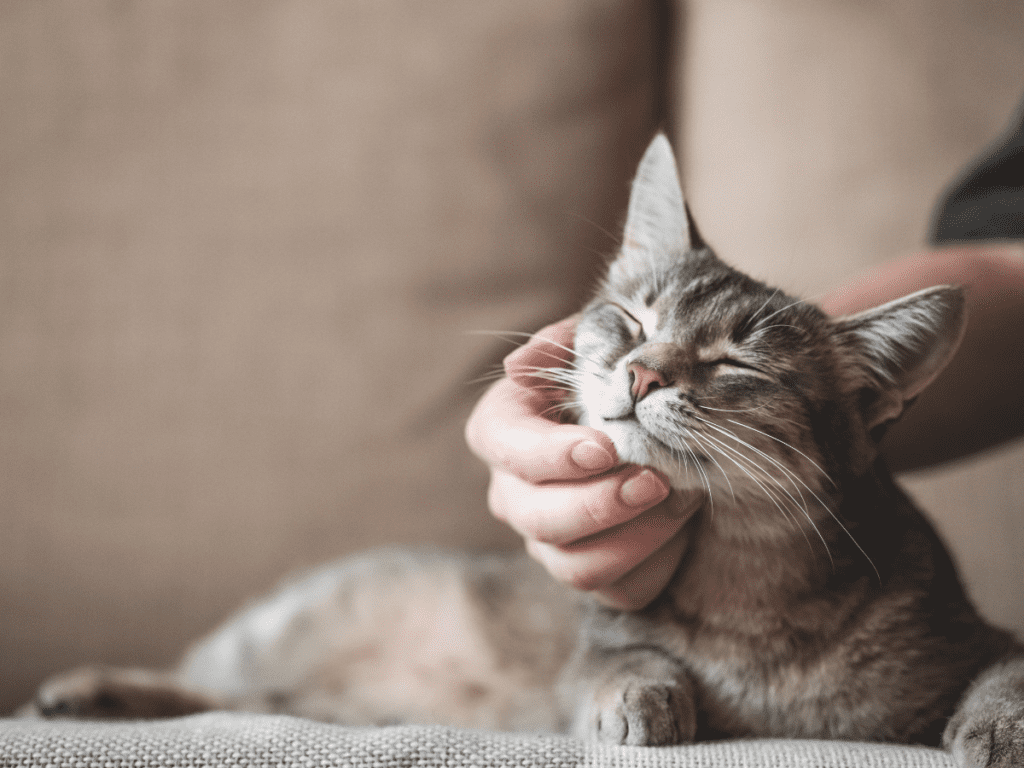 A hand scratches a cat's chin