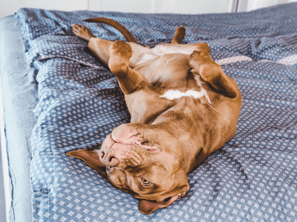 A pit bull lounges on a bed