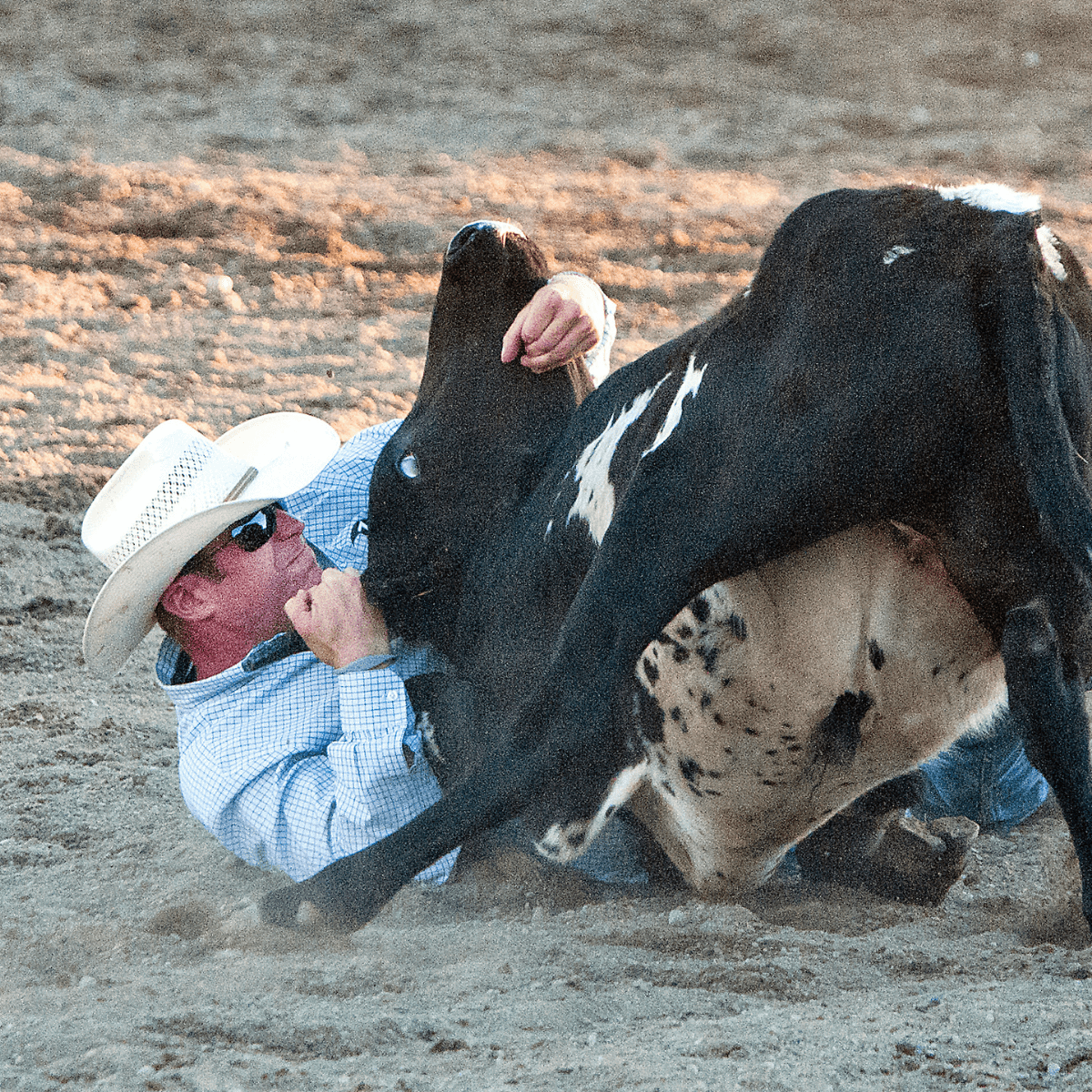 A photo of steer wrestling at a rodeo event
