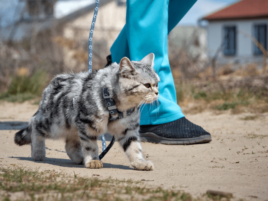 A person walks a cat on a leash