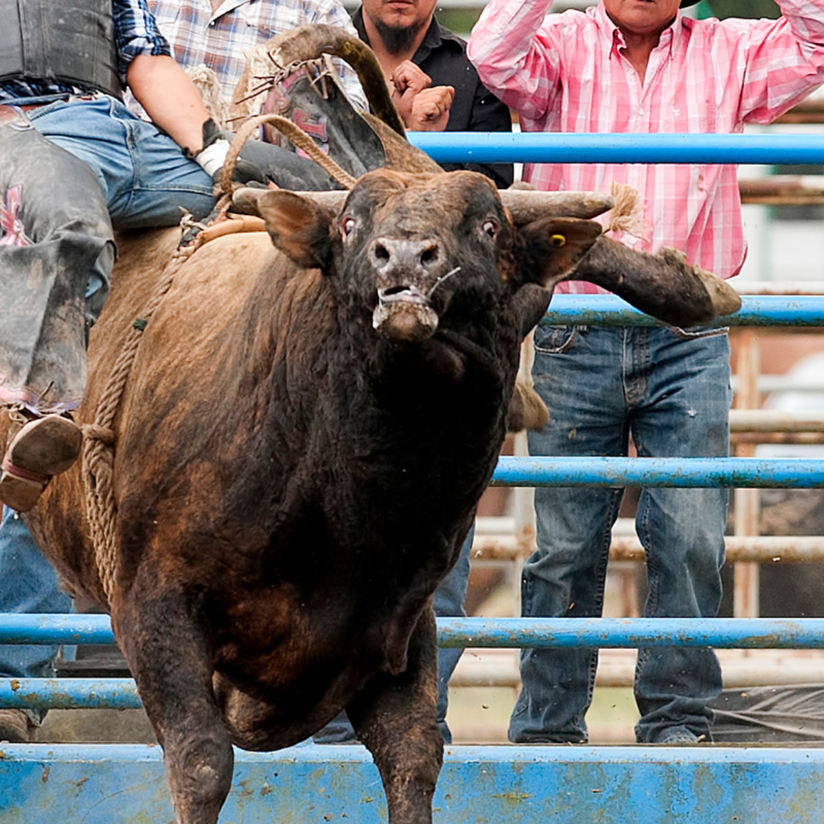 A close up of a bull's face during a bull riding event