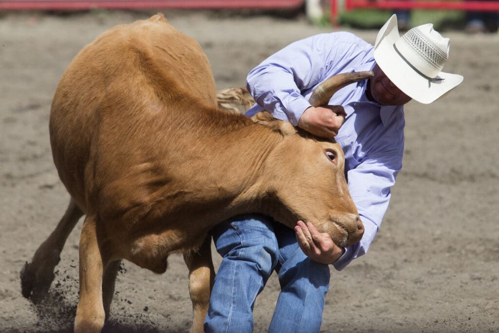 steer wrestling at a rodeo