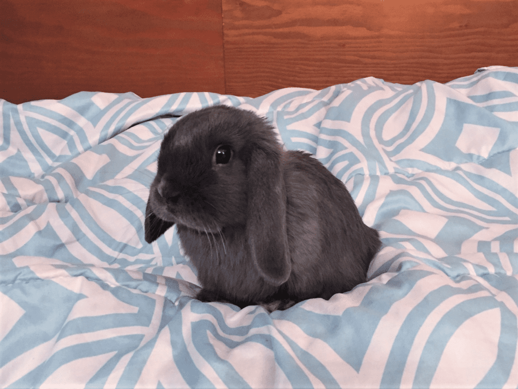 Chipper the bunny on a bed. Chipper received veterinary support for gastrointestinal stasis.